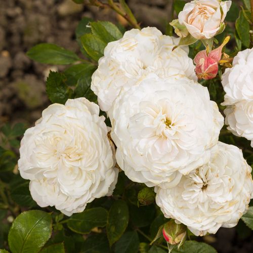 Fehér - Apróvirágú - magastörzsű rózsafa- kompakt koronaforma